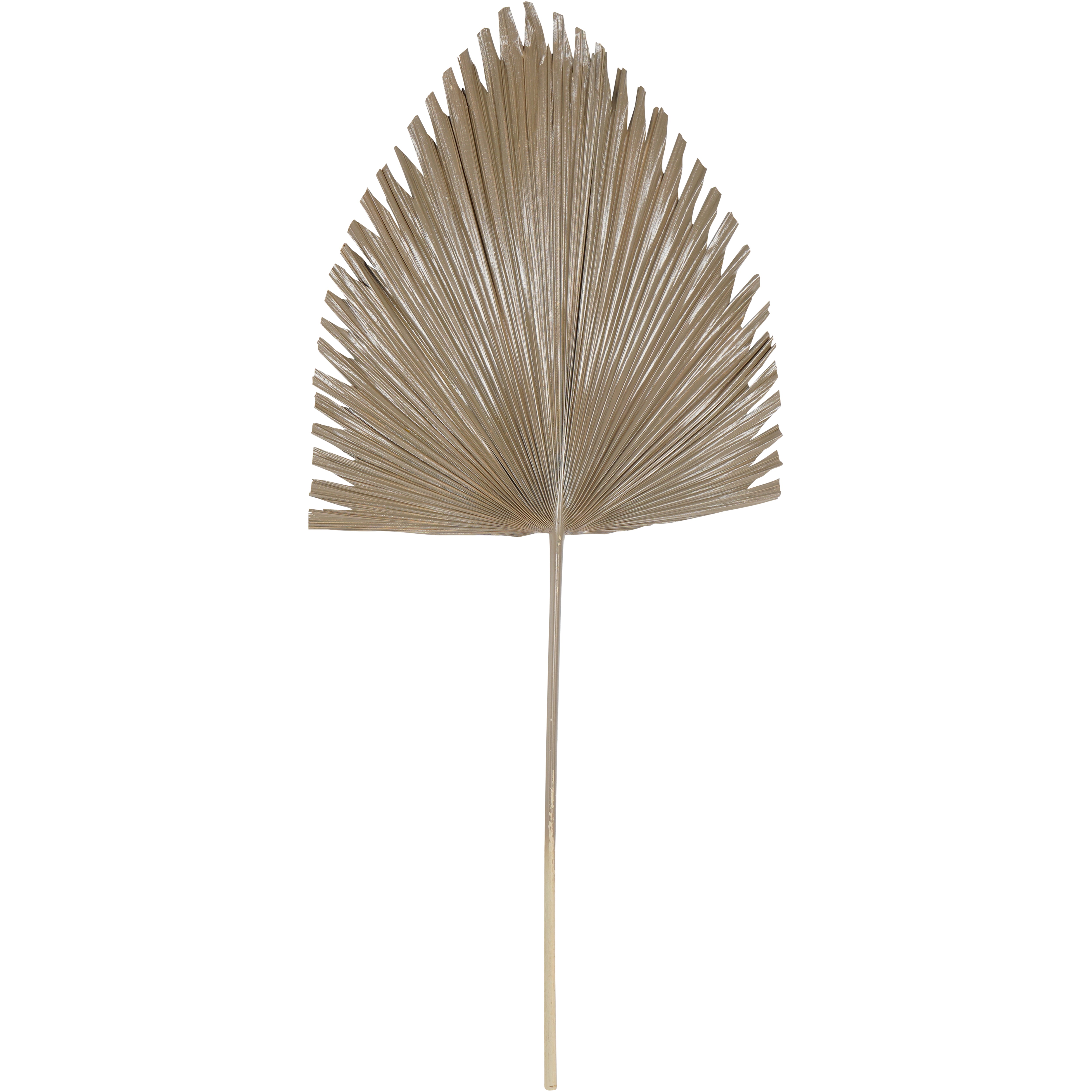 Brown Arrowhead Palm Leaf