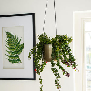 Kew Matt Brass Hanging Planter Large With Hook